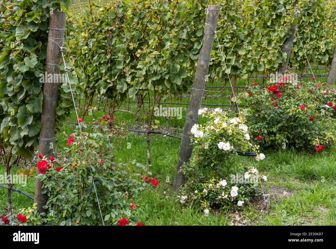 vines-in-a-vineyard-with-white-and-red-roses-stock-photo-alamy