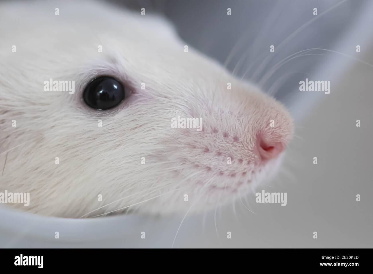 White muzzle of a decorative rat close-up. Lovely pet. Macro photograph of a pink nose and a long mustache. Rat portrait Stock Photo