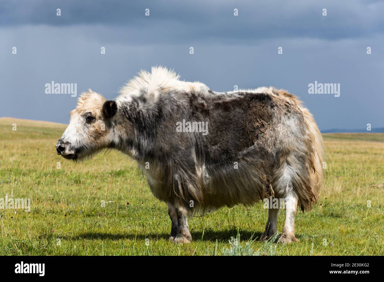Small black and white yak, cow, on the green steppe of Mongolia. Stock Photo