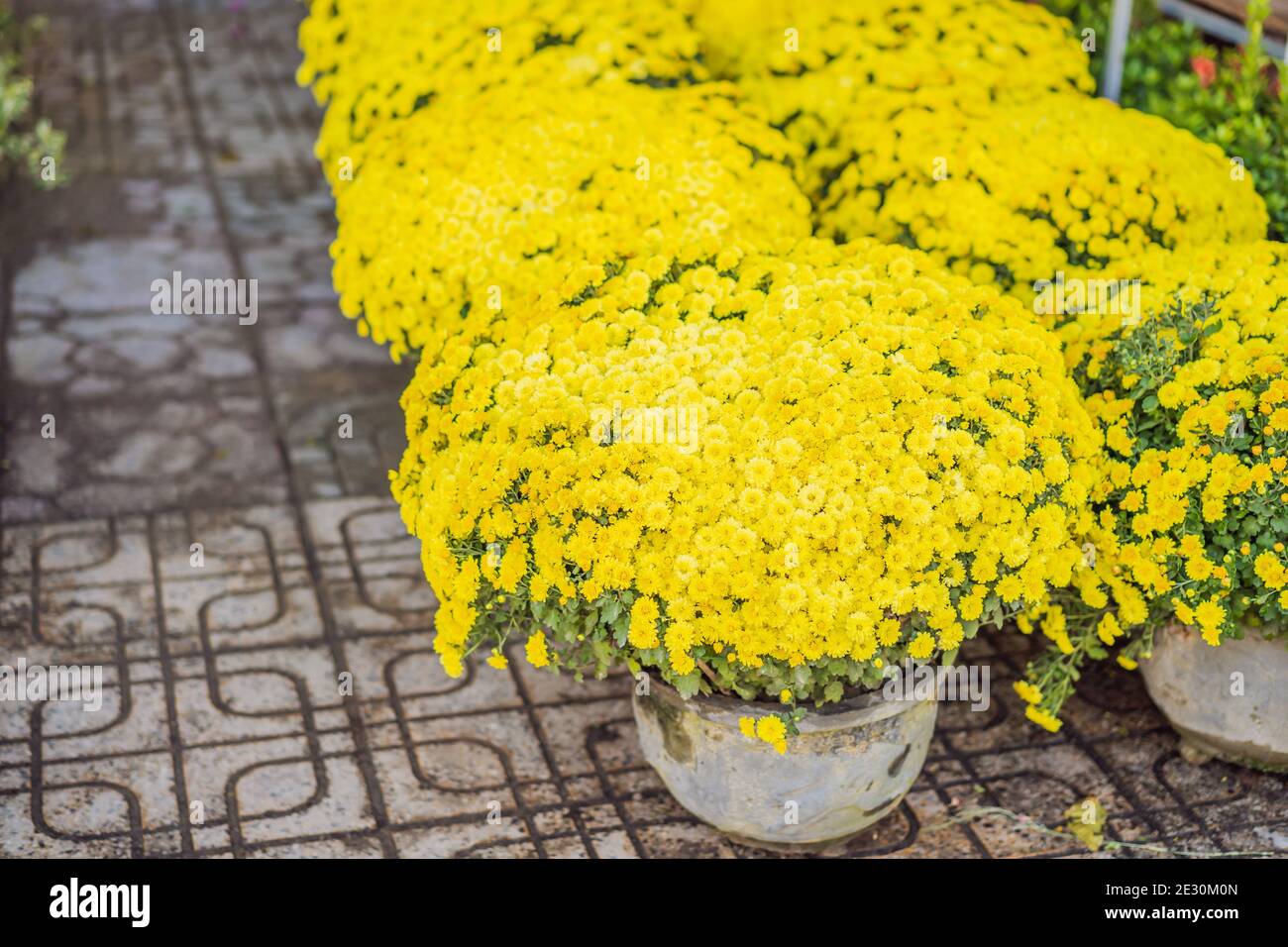 Pots yellow apricot flowering bonsai in spring Vietnam with modern tree is reaching its certainly bloom bright yellow. This is the symbolic flower for Stock Photo