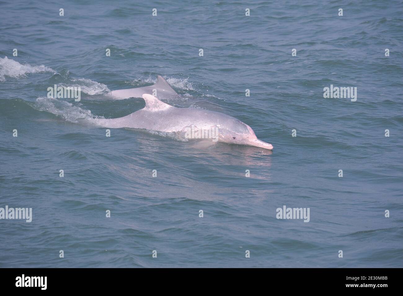 Pink Humpback Dolphin in Costal Region of Bay of Bengal Stock Photo