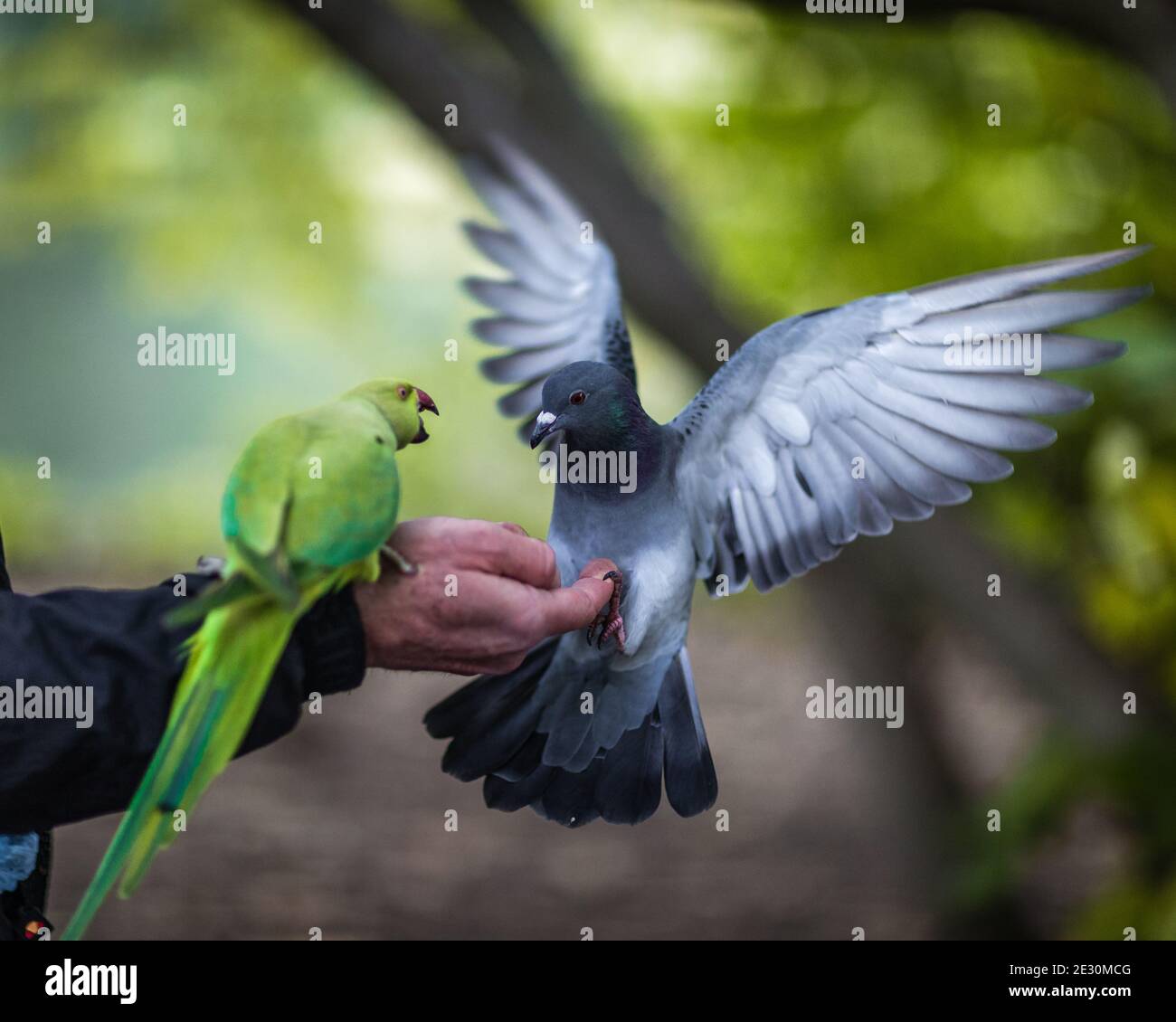 A pigeon and a parakeet face off Stock Photo Alamy