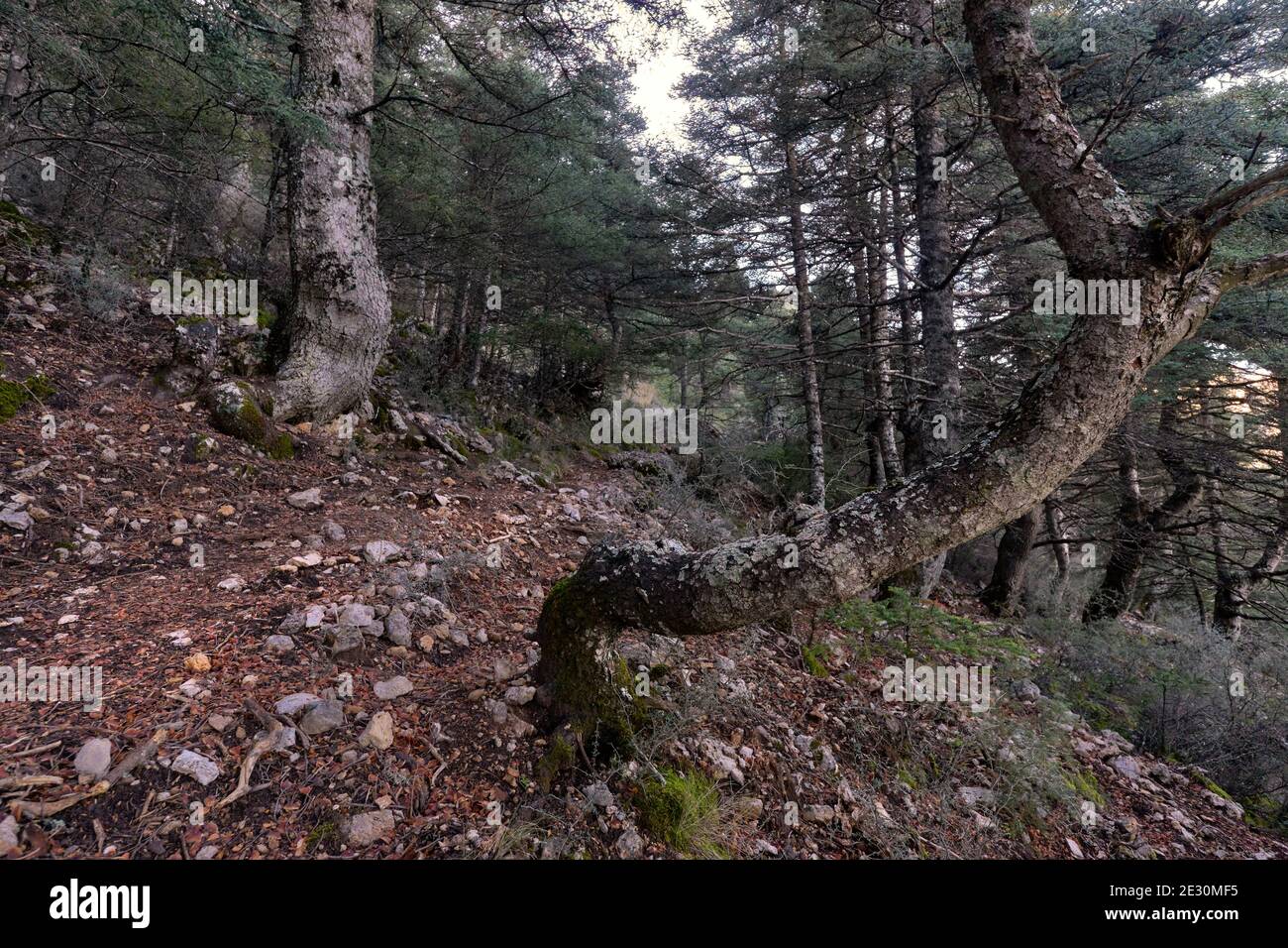 Forest of Pinsapos (Abies pinsapo) trail in the Sierra de las Nieves National Park in the province of Malaga. Andalusia, Spain Stock Photo