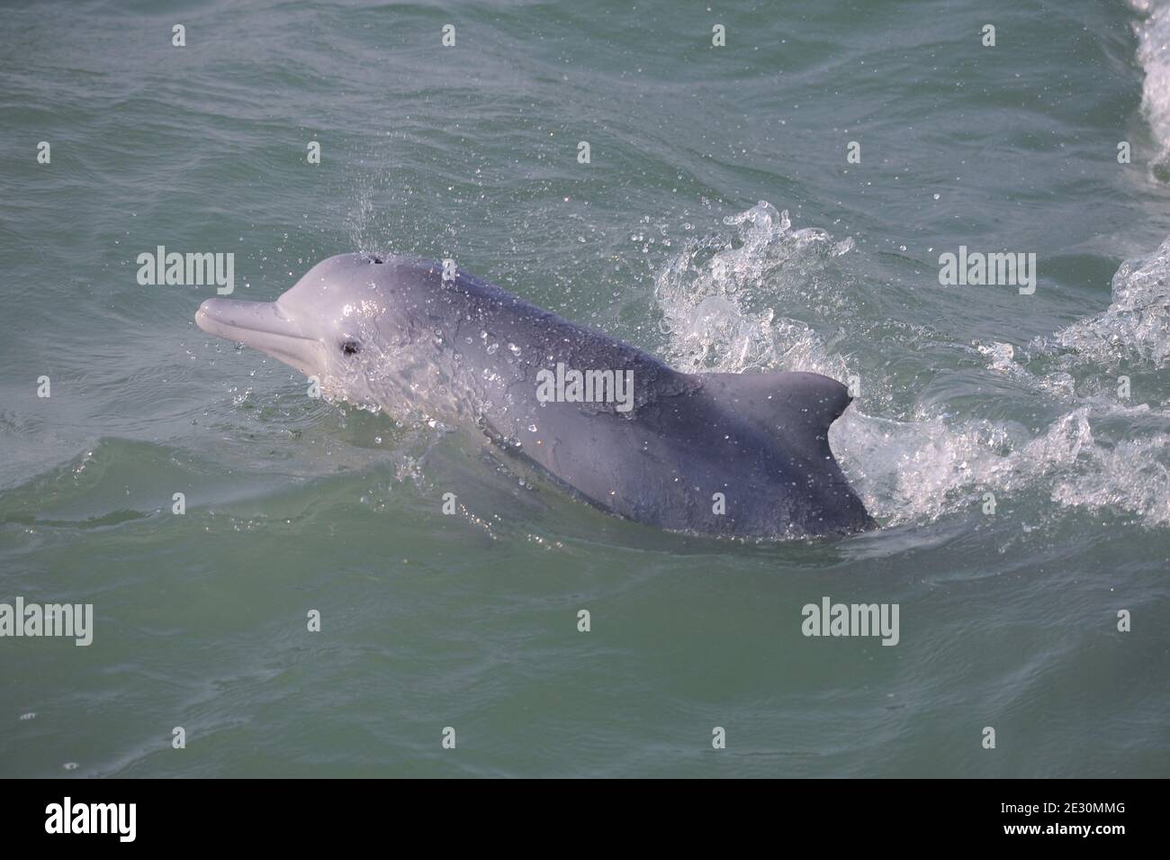 Pink Humpback Dolphin in Costal Region of Bay of Bengal Stock Photo