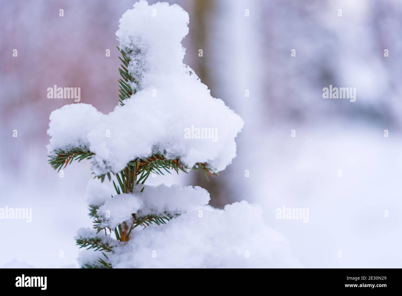 Christmas tree covered with snow. Twigs with needles covered with white