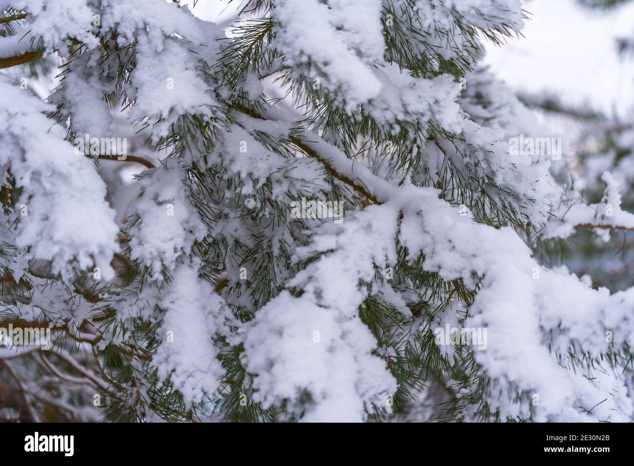 Christmas tree covered with snow. Twigs with needles covered with white