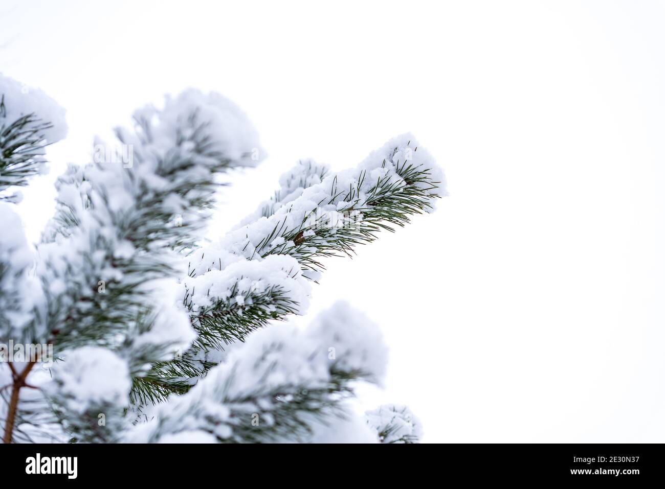 Christmas tree covered with snow. Twigs with needles covered with white