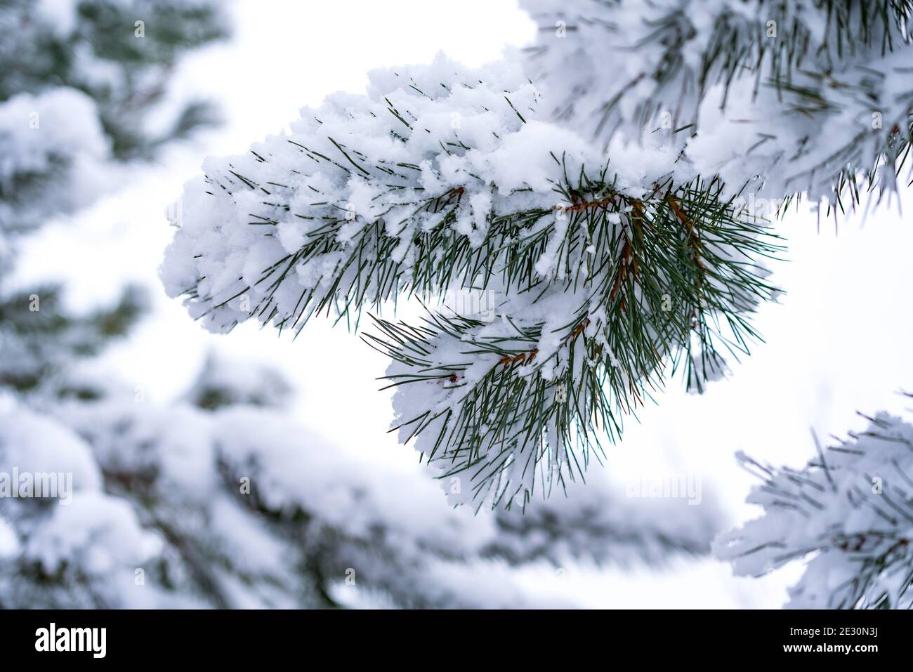 Christmas tree covered with snow. Twigs with needles covered with white