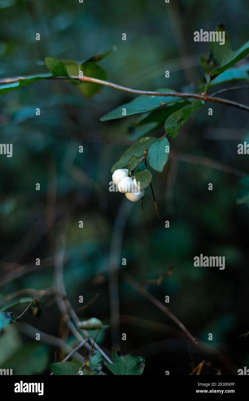 White snowberry or wolfberry in the forest. Stock Photo