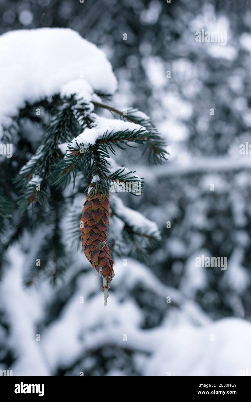 Pine cone on a spruce covered with snow Stock Photo - Alamy