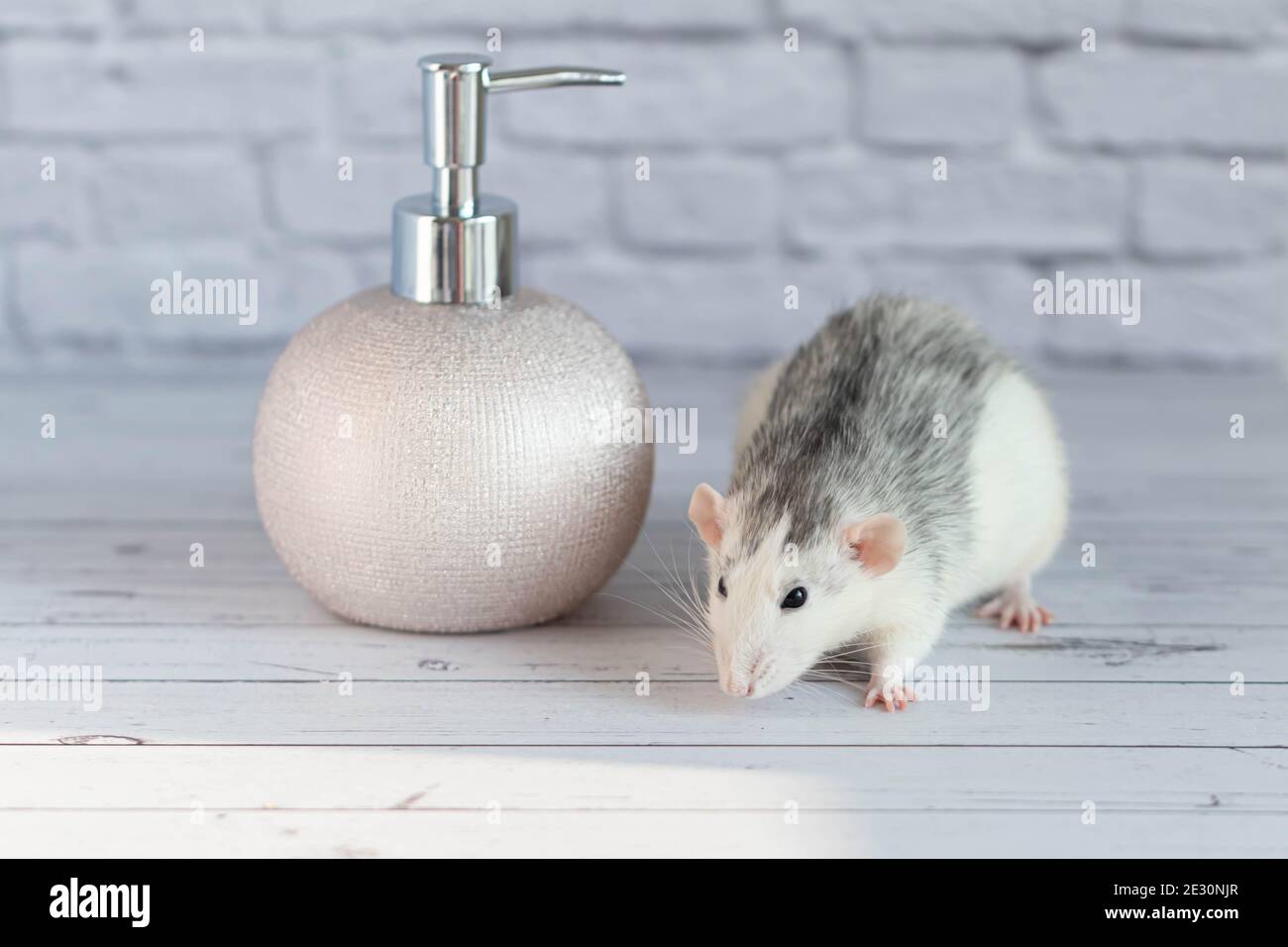 Golden rat tail hi-res stock photography and images - Alamy