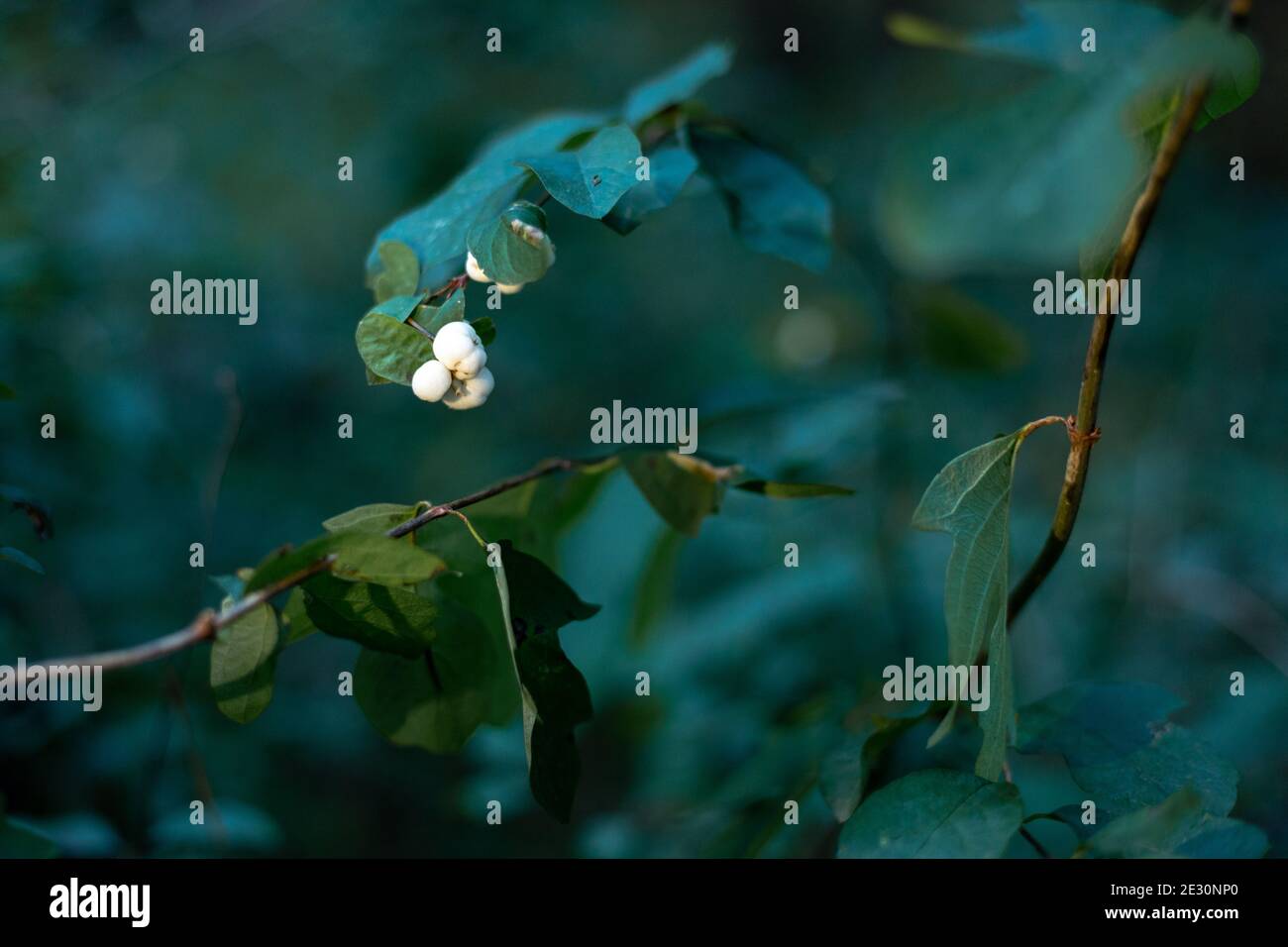 White snowberry or wolfberry in the forest. Stock Photo
