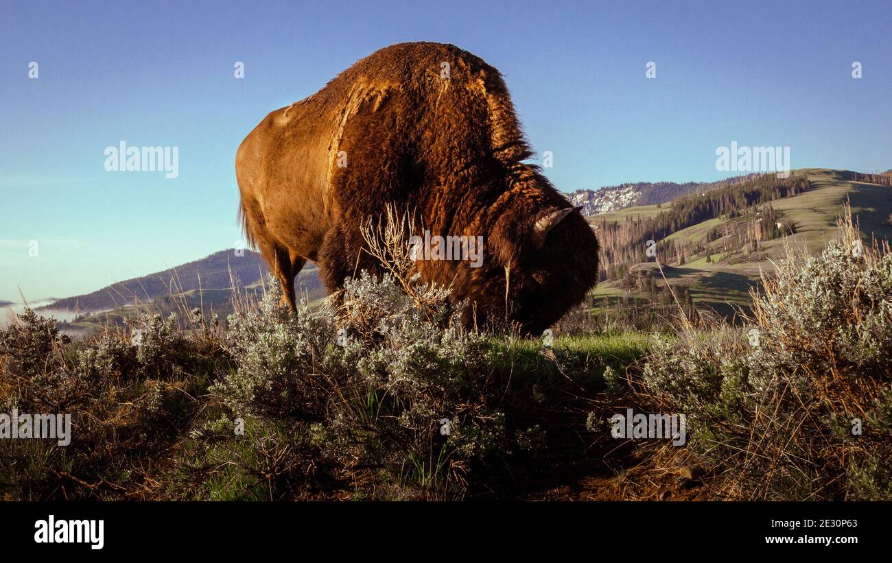 Large horned North American bison grazing on the prairies of Wyoming Stock Photo