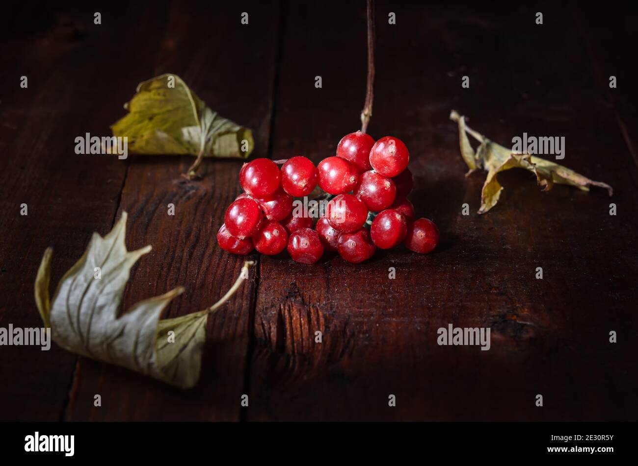 bunch of viburnum among dry leaves on a dark wooden background. Autumn ...