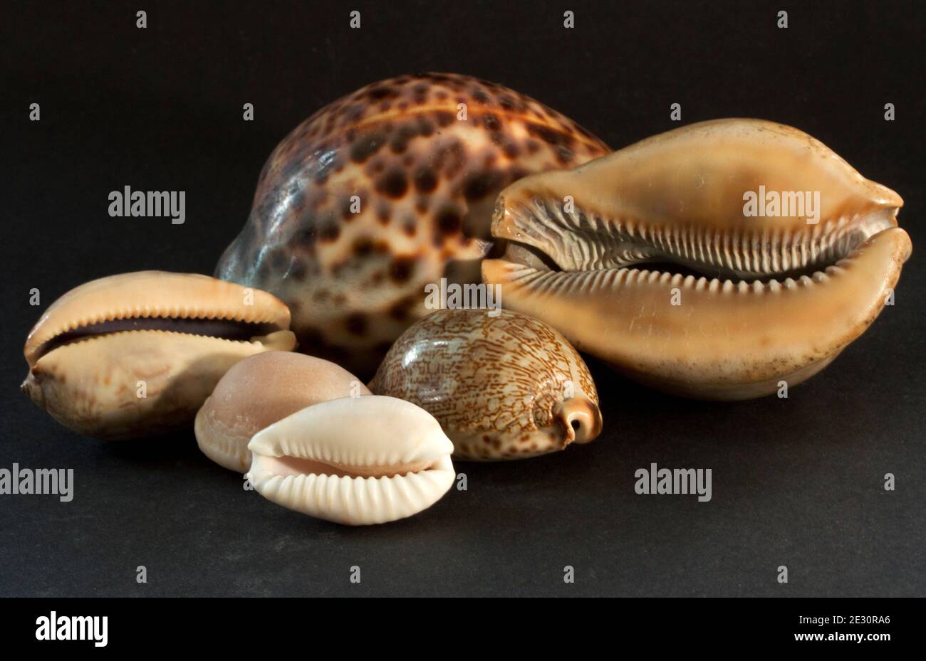 There are over 100 species of Cowries known from the Indo-Pacific region. Different species adapting to different areas in and around reefs. Stock Photo