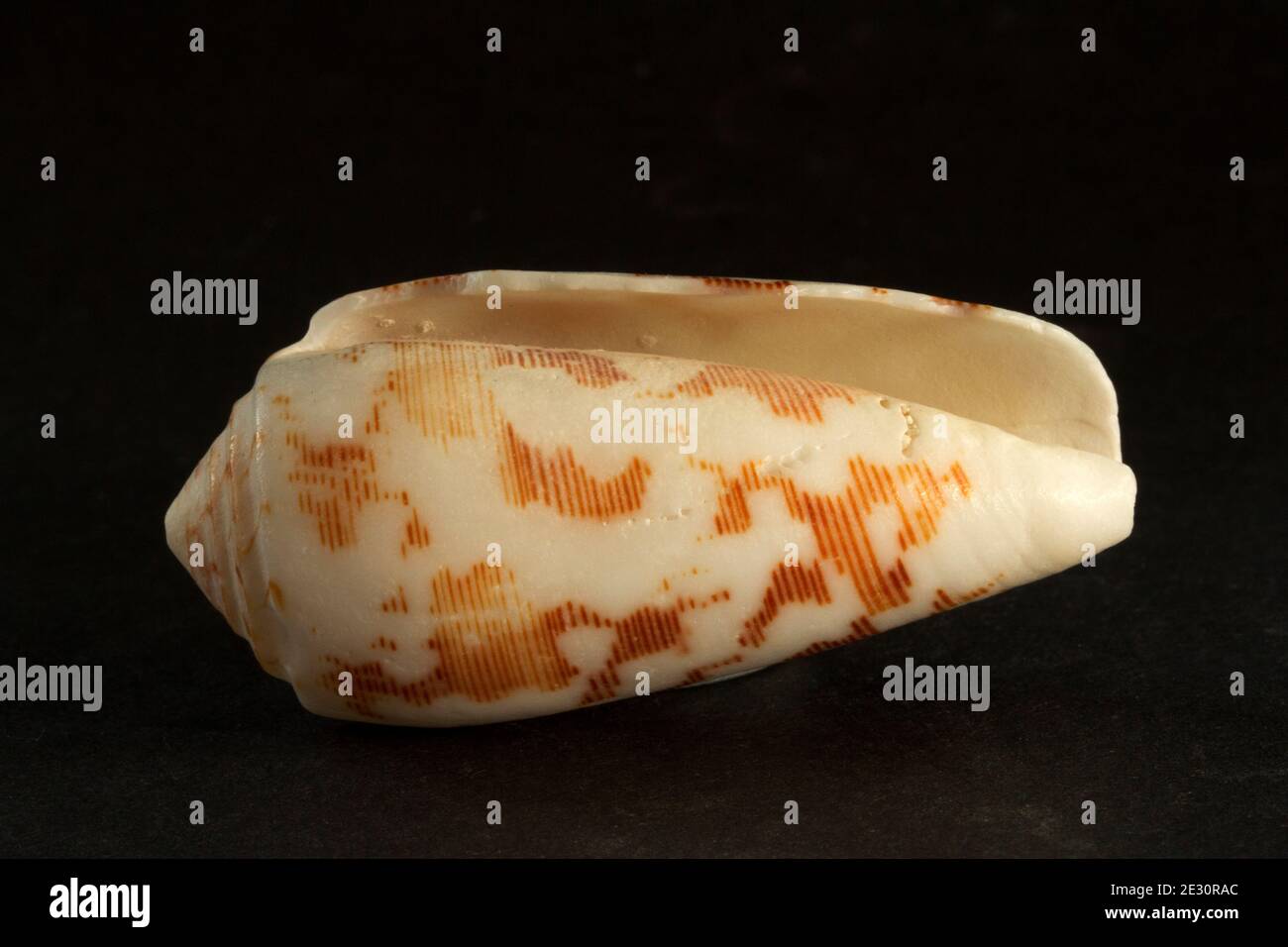 Conical Shell High Resolution Stock Photography and Images Alamy