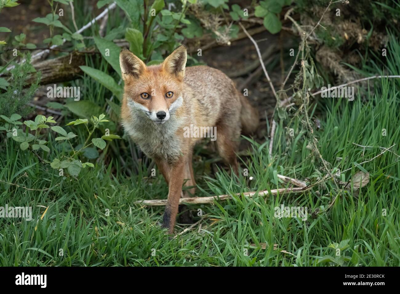 Fox on the prowl, looking for food in a field in Scotland, u.k Stock Photo