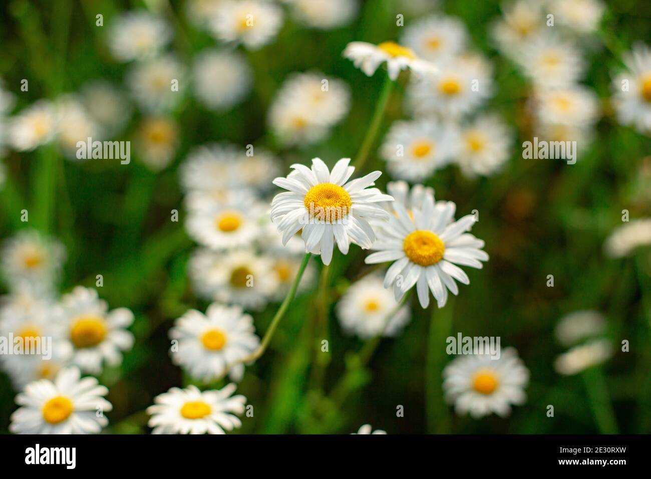 Meadow chamomile grass close hi-res stock photography and images - Alamy