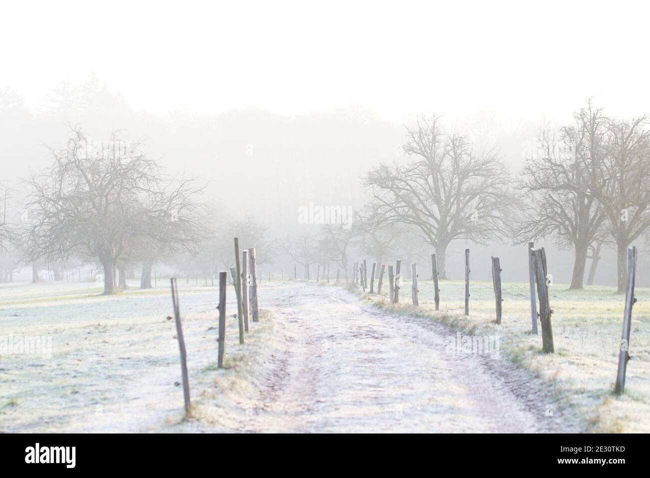 foggy winter morning - frozen path  through meadow with trees Stock Photo