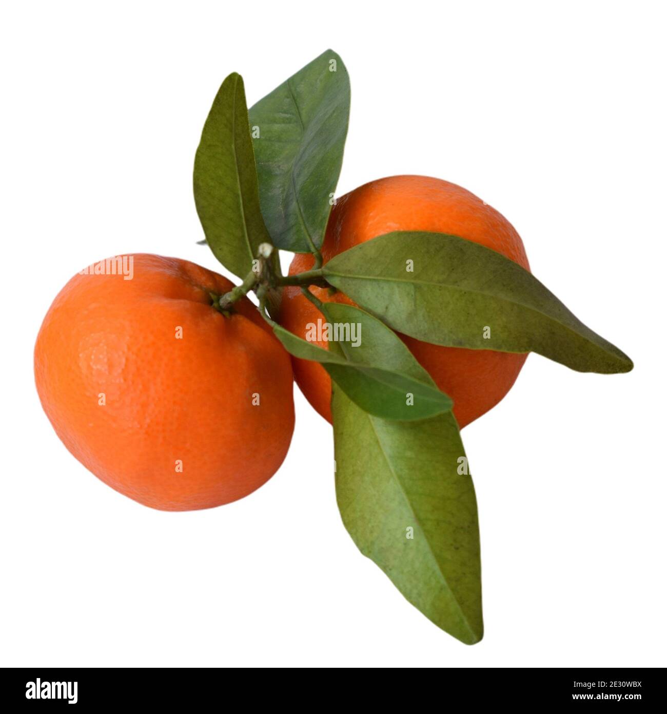 Tangerines on isolated background Stock Photo