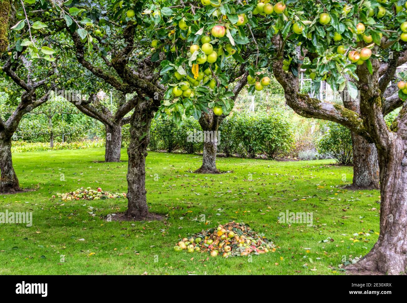 Apple orchard britain hi-res stock photography and images - Alamy