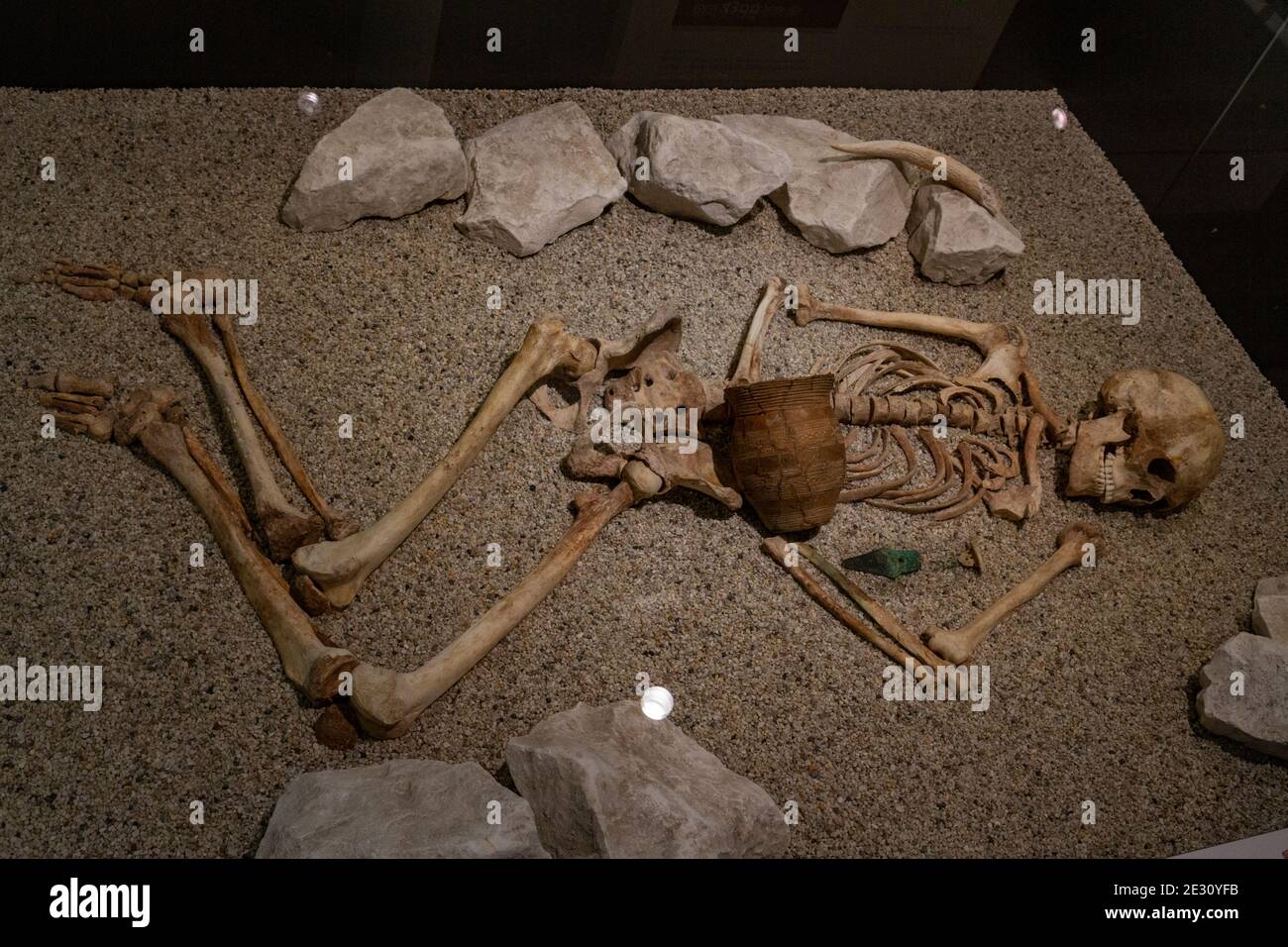 The Shrewton Beaker Burial (late Neolithic, 2470-2210BC) of an adult male 20-24 years old, Salisbury Museum, Salisbury, Wiltshire, UK. Stock Photo