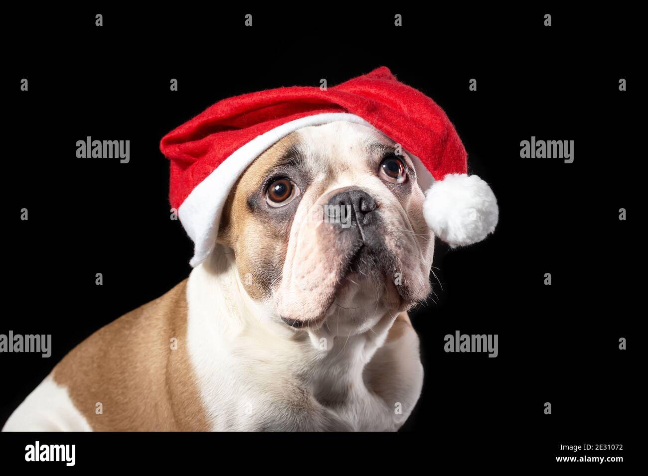 Close up portrait of male dog of french bulldog breed in santa claus red hat with sad dreaming big eyes at the black background Stock Photo
