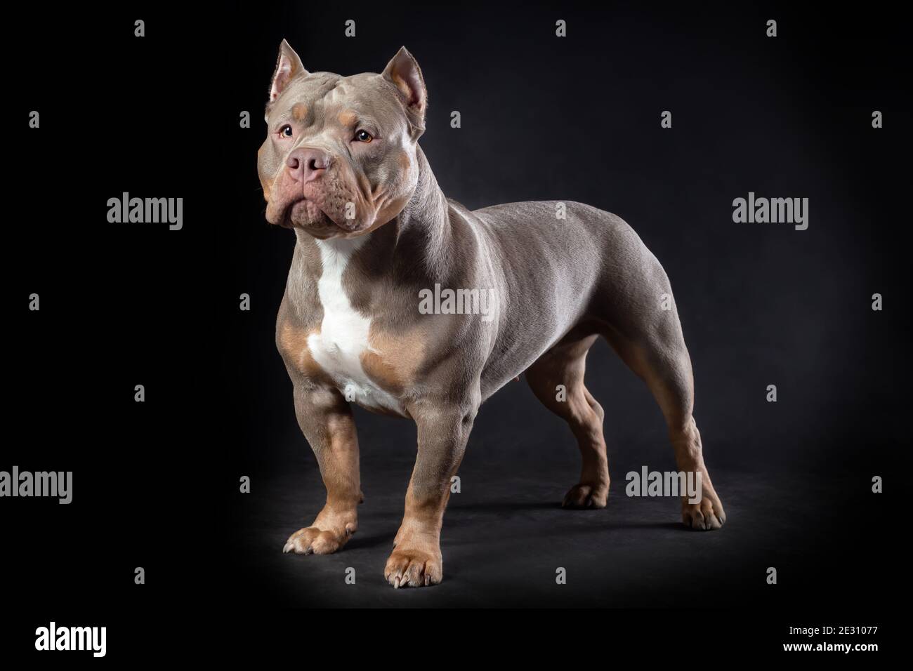 Female dog of american bully breed of lilac tri color standing at the black backgroun...