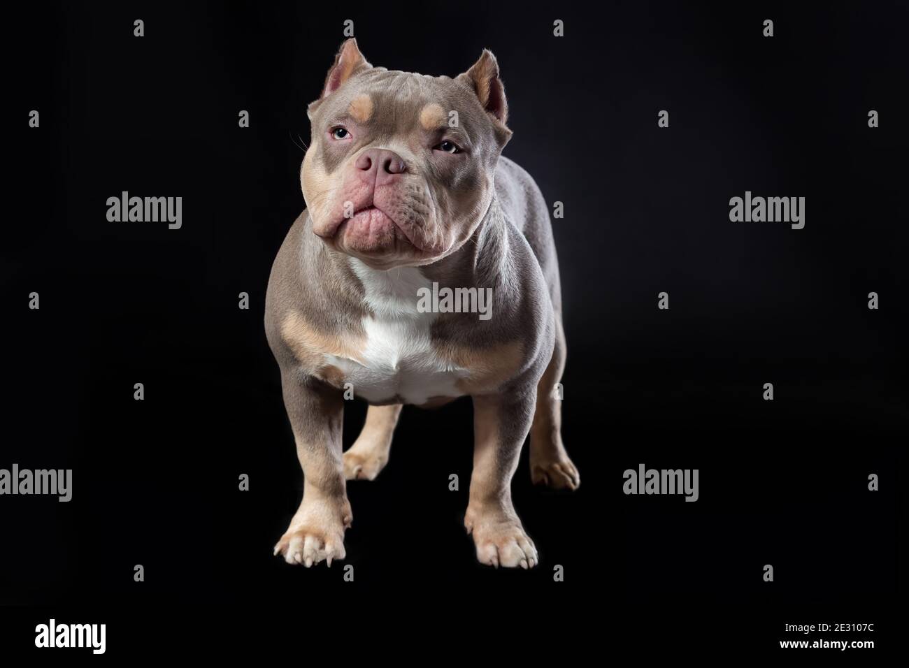 740 Bully Dog Stock Photos, High-Res Pictures, and Images - Getty