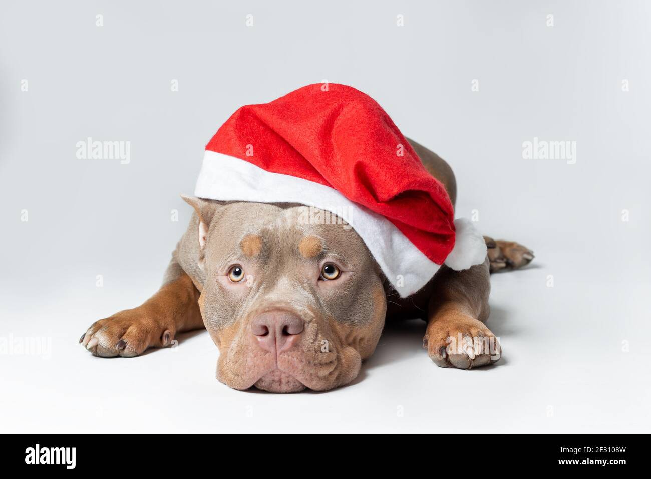 Female dog of american bully breed of lilac tri color in santa claus red hat lying down at the grey background with serious face Stock Photo