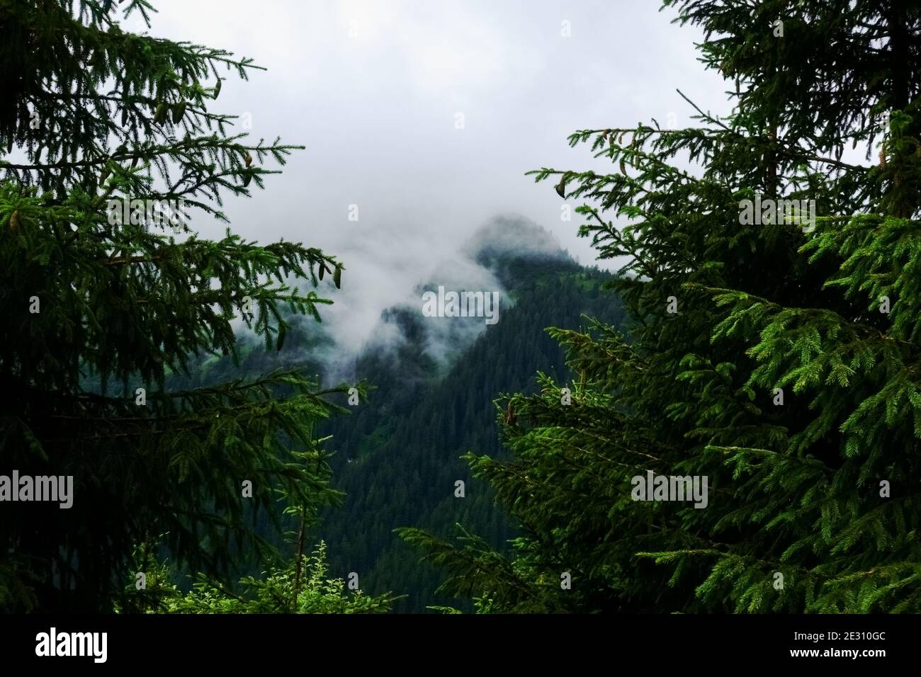 green pine trees and view to a mountain with dense fog Stock Photo - Alamy