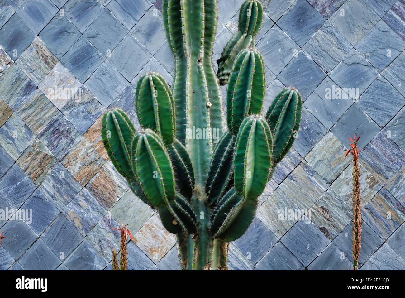 Green cactus cereus repandus on the background of tile wall texture Stock Photo