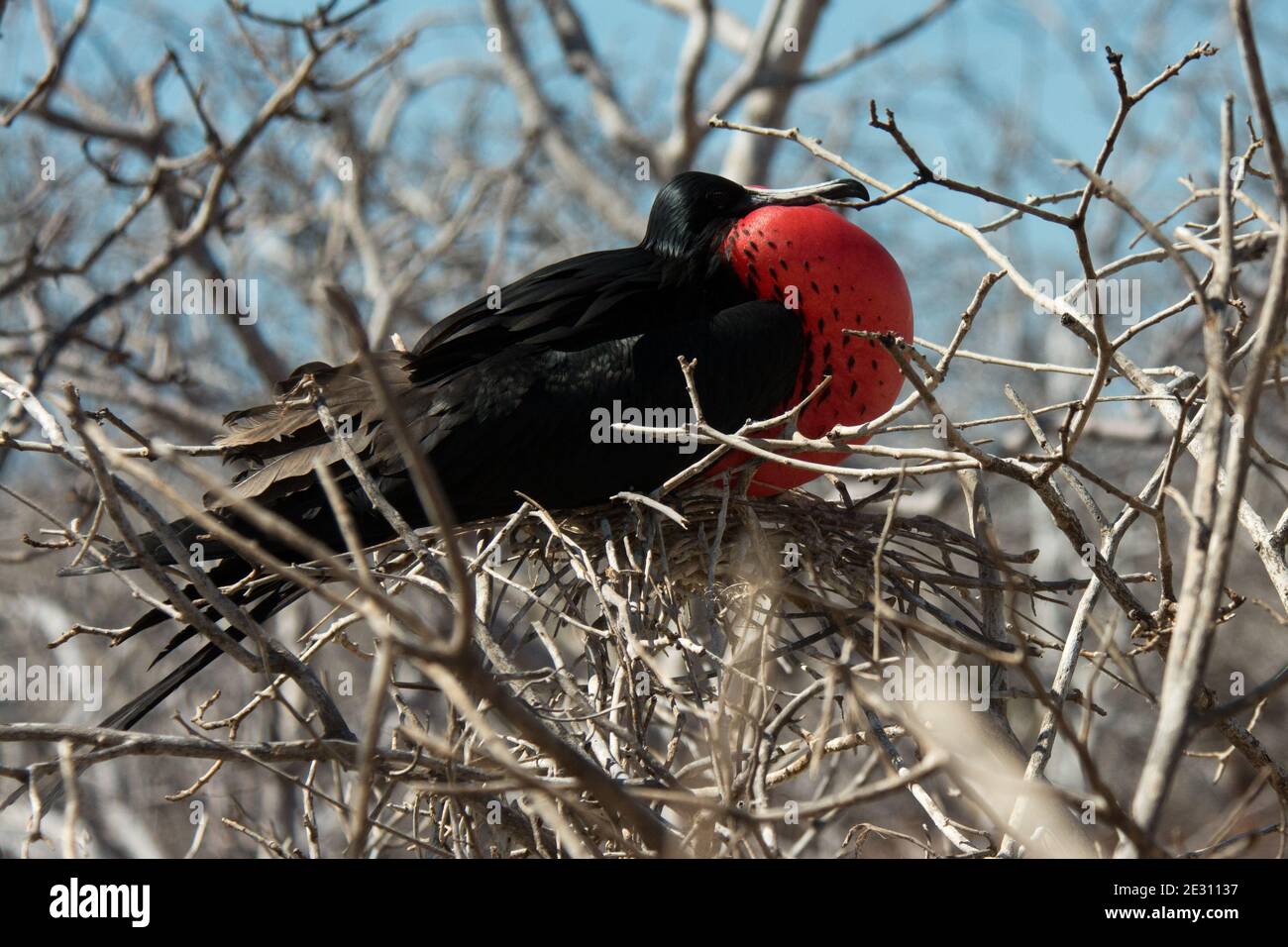 male magnificent frigatebird with inflated gular sac sitting on some shrub at North Seymour Island in the Galapagos Archipelago. Stock Photo