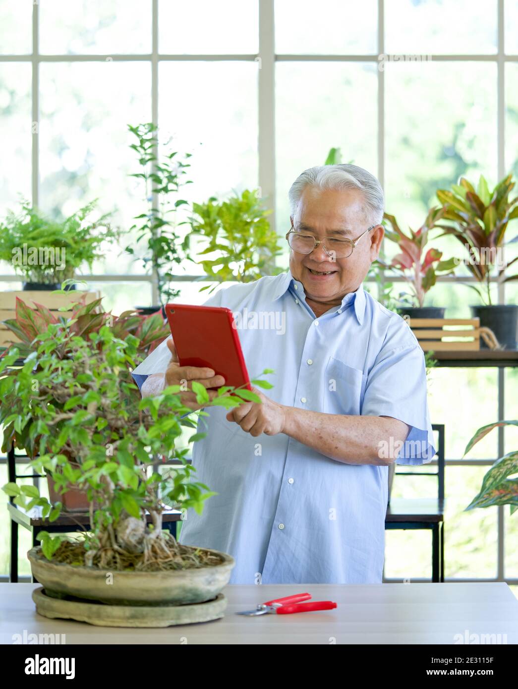 Retired grandfather use tablet computer to take a picture of a new bonsai  tree. The morning atmosphere in the greenhouse planting room Stock Photo -  Alamy