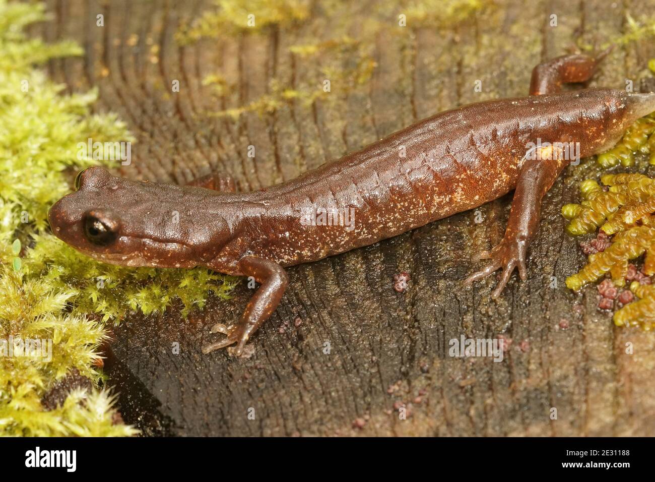 A common Enstaina, Ensatina eschscholtzii oregonensis missing it's tail Stock Photo