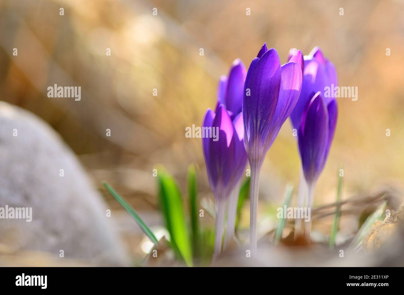 Purple crocus in spring hi-res stock photography and images - Alamy