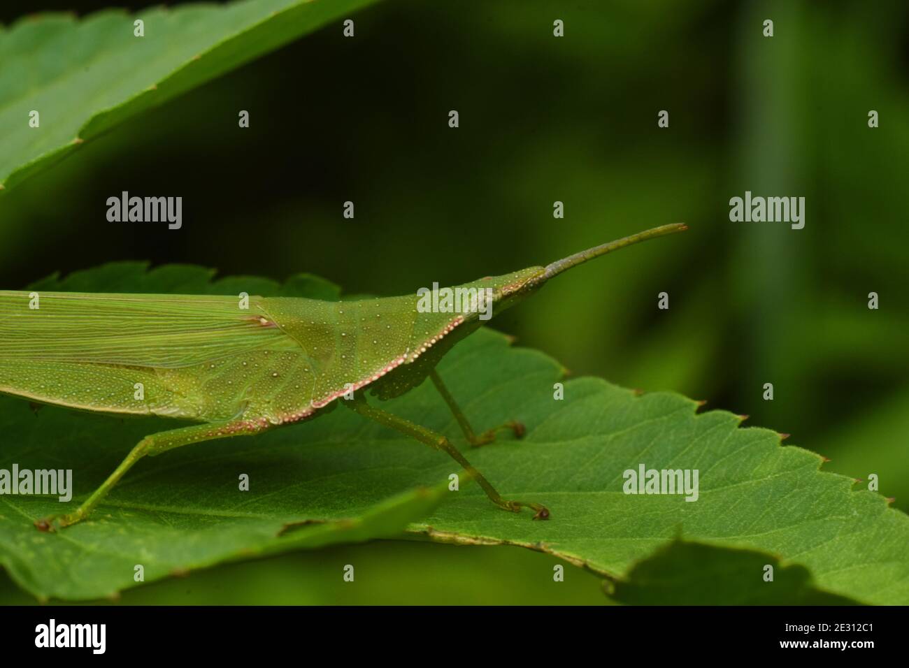 Pointed head grasshopper Stock Photo