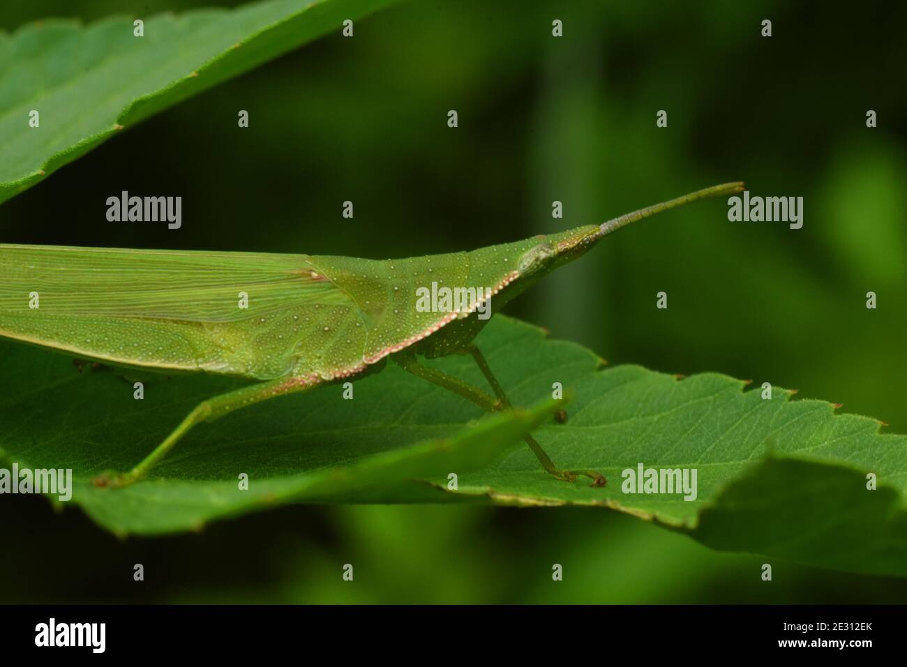Pointed head grasshopper Stock Photo