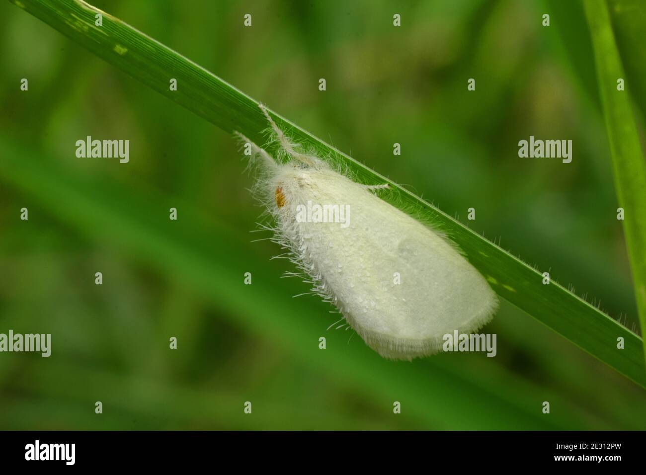 A small size white moth rest on green grass Stock Photo