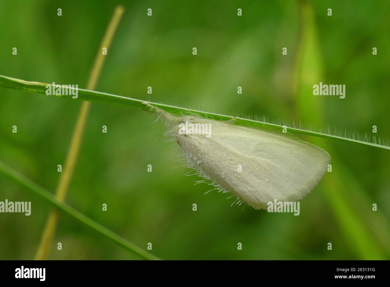 A small size white moth rest on green grass Stock Photo