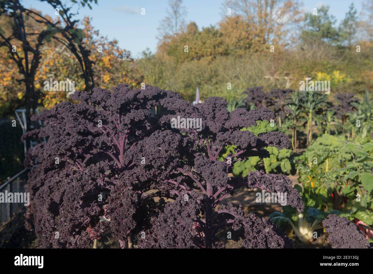 Autumn Crop of Home Grown Organic Purple Leaved Redbor Kale (Brassica oleracea 'Acephala Group') Growing on an Allotment in a Vegetable Garden Stock Photo