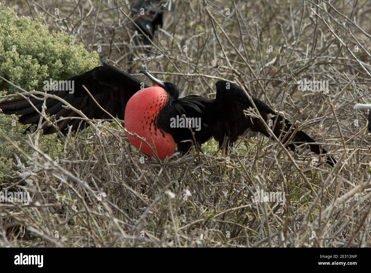 male magnificent frigatebird with inflated gular sac sitting on some ...