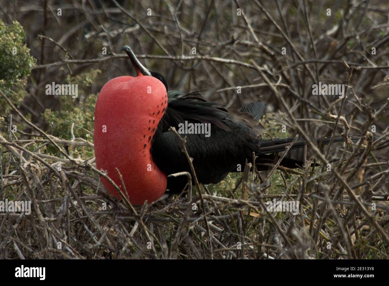 male magnificent frigatebird with inflated gular sac sitting on some shrub at North Seymour Island in the Galapagos Archipelago. Stock Photo