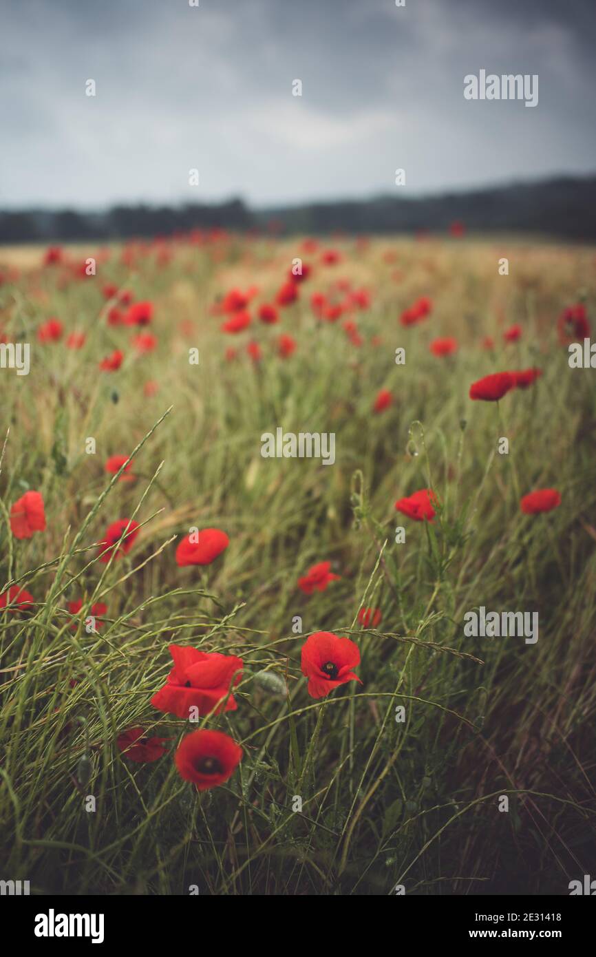Red poppies growing in a field of tall grass and crops Stock Photo - Alamy