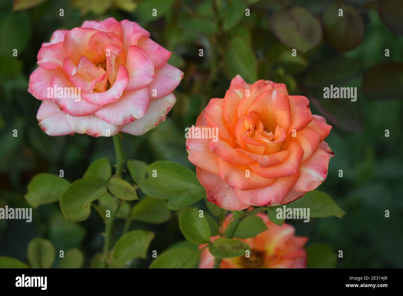 Beautiful rose and orange roses in garden. Blooming roses. Orange roses ...