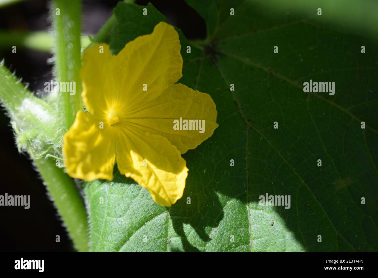 Selective focus of yellow flower cucumber on the sunny day. Flower of
