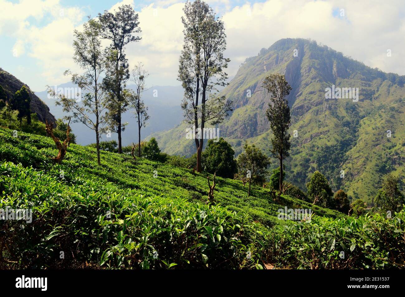Tea plantations in the mountains. Terraced fields of Ceylon tea plants on the hills near Ella, Sri Lanka. View to the Ella Rock peak Stock Photo