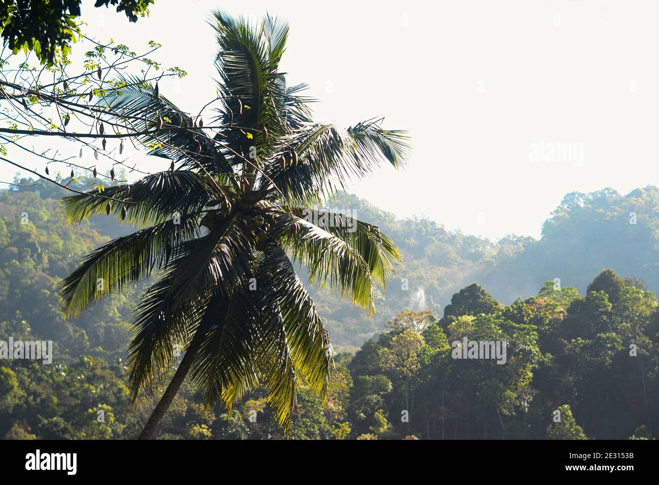 Palm tree in tropical landscape with bright sunny light, Sri Lanka Stock Photo