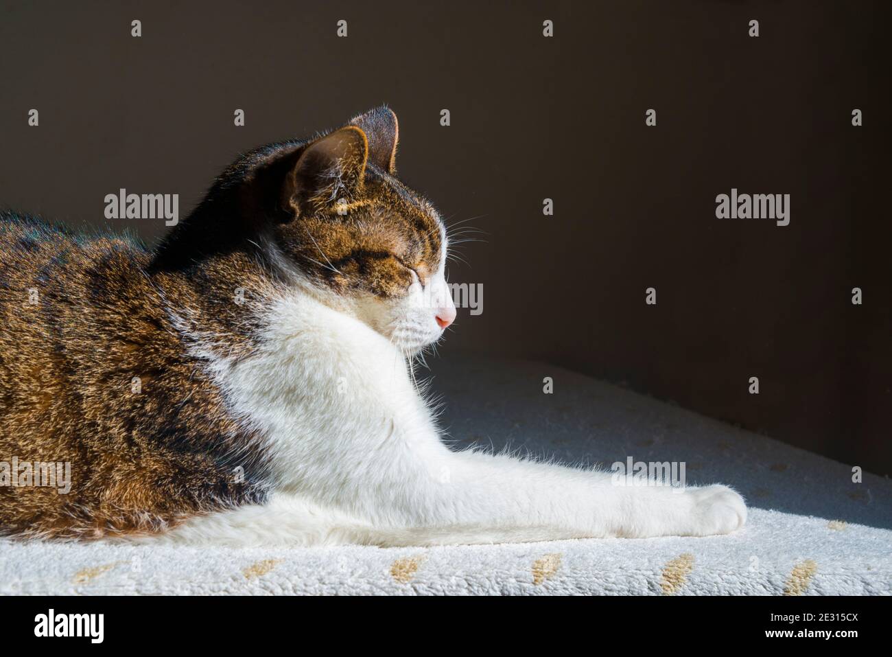 Tabby and white cat lying sunbathing Stock Photo - Alamy