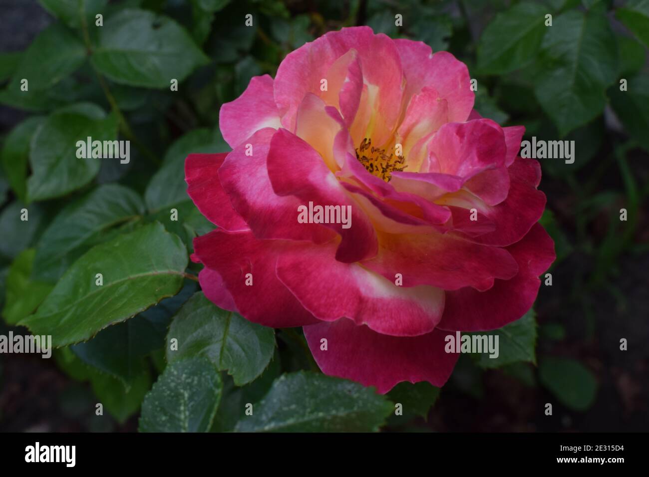 Floribunda Rose known by several common names, including Persian rose, and Austrian copper rose